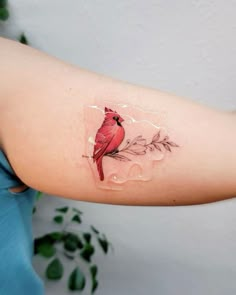 a red bird sitting on top of a leafy branch with water droplets around it