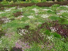 a patch of green grass with white and purple flowers