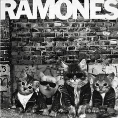 an advertisement for ramon's featuring cats wearing jackets and sunglasses on the side of a brick wall