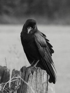 a black bird sitting on top of a wooden post