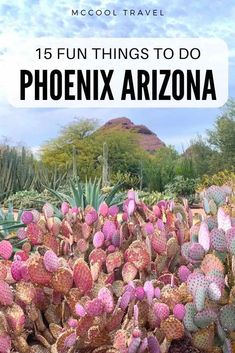 a field full of cactus plants with the words fun things to do in phoenix arizona