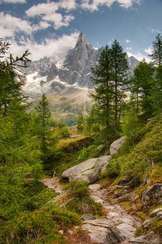 a path in the woods leading to a mountain