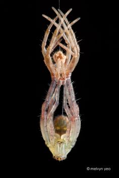 a spider hanging upside down in the dark