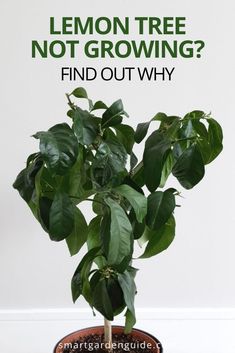 a potted plant with the words lemon tree not growing? find out why