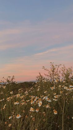 the sky is pink and blue with some white flowers in front of it at sunset