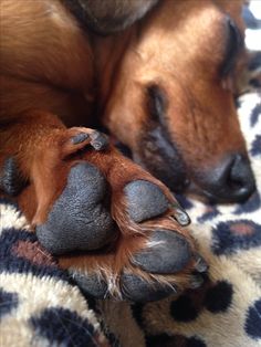 a close up of a dog's paw on a blanket