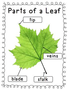 parts of a leaf labeled in the words, and pictures to be used on them