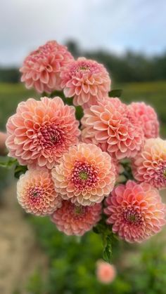 a bunch of pink flowers in a field