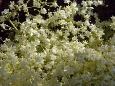 some white flowers are growing in the grass