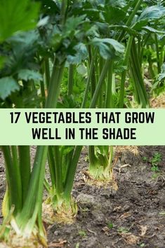 vegetables that grow well in the shade