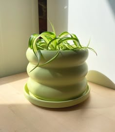 there is a green plant in the vase on the table