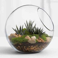 a glass bowl filled with plants and rocks