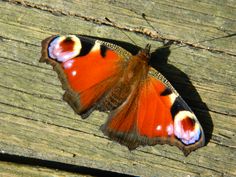 an orange and black butterfly sitting on top of a wooden plank