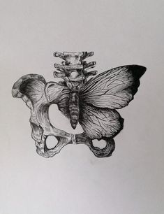 a drawing of a butterfly sitting on top of a human skull