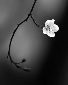 a black and white photo of a flower on a twig with the background blurry