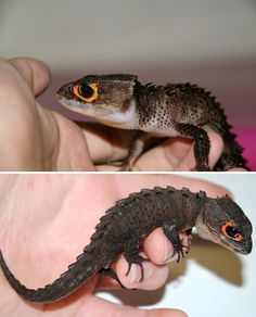 two pictures of a small gecko being held in someone's hand, and the first photo shows an adult gecko with orange eyes