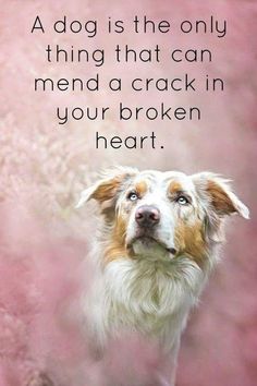 dog psychology,dog psychology facts, dog psychology tips, dog psychology cesar millan,
dog psychology books,dog psychology center, dog psychology quotes,dog psychology center cesar millan Pet Quotes, Dog Quotes Love, Tattoo Dog, Dog Rules, Must Love Dogs, Memes Humor, Animal Quotes