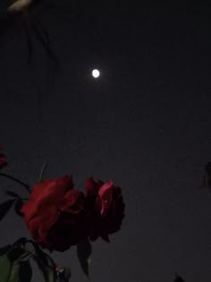 the moon is shining over some red roses