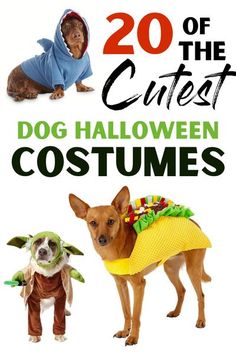 two dogs dressed up in costumes with the title 20 of the cutest dog halloween costumes