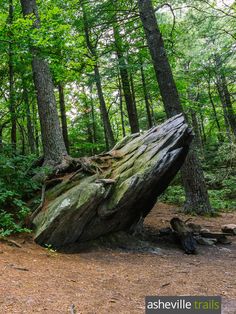 a fallen tree in the middle of a forest