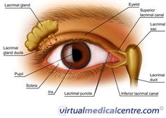 How The Bates Method for Better Eyesight Without Glasses Cured My Weak Eyes Eye Health Remedies, Eye Anatomy, Eye Pain, Eye Sight Improvement, Eye Exercises, Healthy Eyes, Diy Health, Dry Eyes, Alternative Health