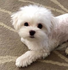 a small white dog sitting on top of a rug