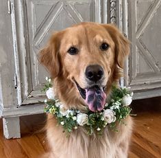 a golden retriever dog wearing a flower collar with flowers around it's neck