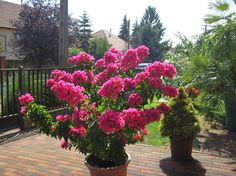 pink flowers in a pot on a brick patio