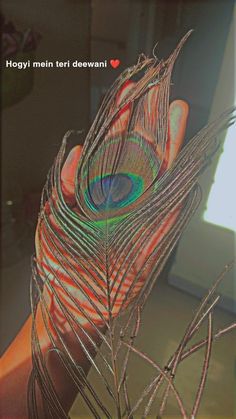 a person's hand with a peacock feather on it