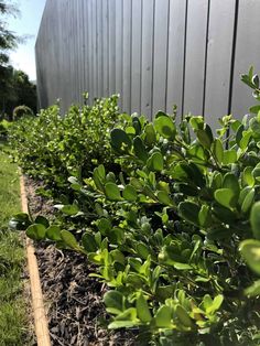 some green plants are growing in the dirt near a fence and building with a metal wall behind them