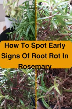 how to spot early signs of root rotting in rosemary planters and potted plants