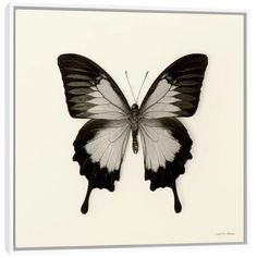 a black and white butterfly is shown in a framed frame with the image on it's back side