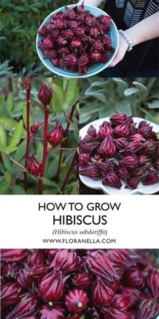 how to grow hibiscus in the garden with pictures and text overlays