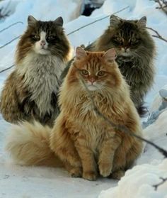 three fluffy cats sitting in the snow next to each other and looking at the camera