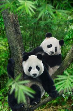 two panda bears sitting in a tree together