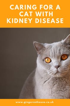 Chronic Kidney Disease in cats is something which is very common in (older) cats. Finding out can be upsetting but with the right care you can still support them to live happily. Cat Kidney Problems, Chronic Kidney, Cat Plants, Older Cats, Cat Care Tips, Senior Cat, Cat Garden, Cat Help