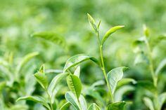 a close up view of some green plants in the field with blurry grass behind it