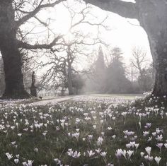 flowers are blooming in the grass near trees