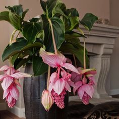 pink flowers are in a black vase with green leaves on the floor next to a fireplace