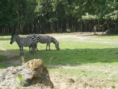 two zebras are standing in the grass near some rocks and trees, while another zebra is looking on