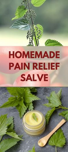 Herbal Salve Recipes, Nettle Recipes, Pain Relief Salve, Herb Diy, Medicinal Herbs Garden, Herbal Salves