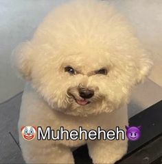 a small white dog sitting on top of a table