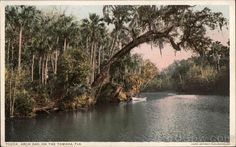 an old postcard shows a boat in the water surrounded by trees and spanish moss