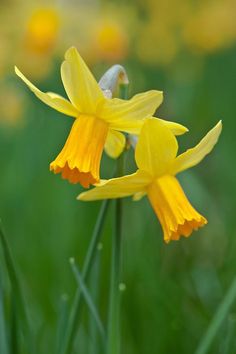 two yellow flowers in the middle of green grass