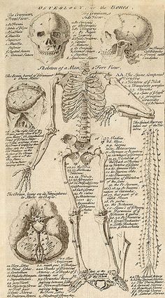 an old medical diagram shows the bones, muscles and other skeletal structures in black ink