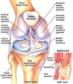 Fitness Profile, Anatomy Of The Knee, Knee Anatomy, Acl Injury, Foot Anatomy, Cruciate Ligament, Human Body Anatomy, Muscle Anatomy, Knee Exercises