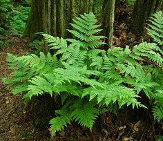 green plants growing in the middle of a forest