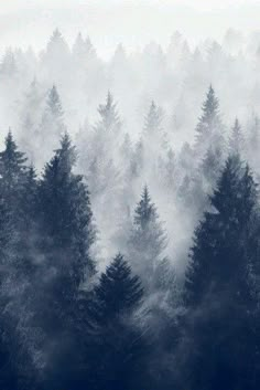 trees are shown in the foggy sky with white and blue clouds behind them on a black background