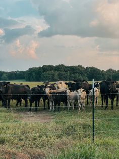 a herd of cattle standing on top of a grass covered field next to a fence