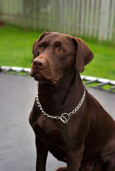 a brown dog sitting on top of a trampoline with a chain around it's neck